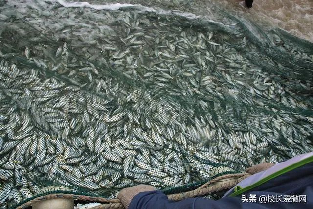 绝户网