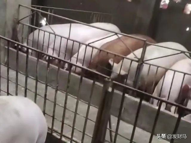 猪价不断探底回落，为什么饲料原料价格却持续高涨？