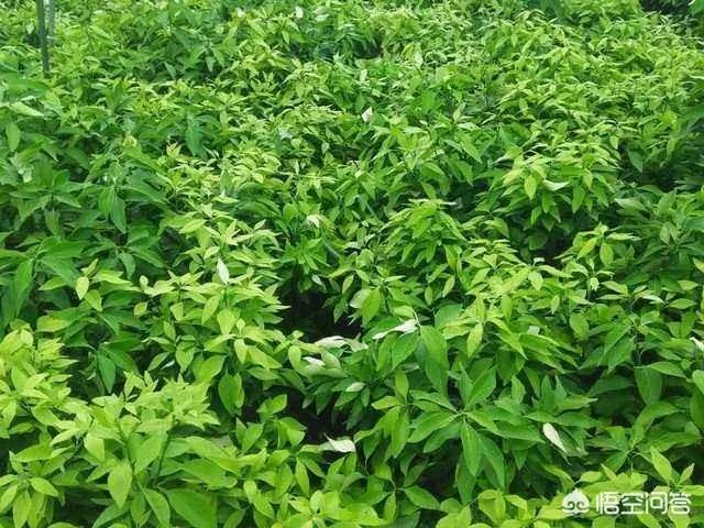 如何给柑橘苗除花?