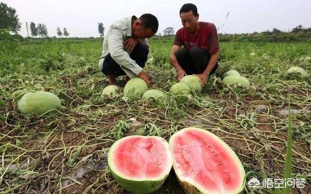 什么地方大量收购西瓜，我们老家大量西瓜上市，价格便宜？