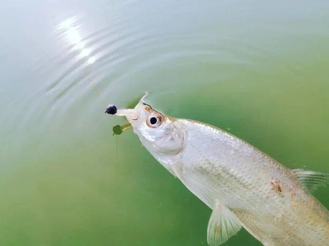 谁可以分享一下路亚钓鱼技巧?
