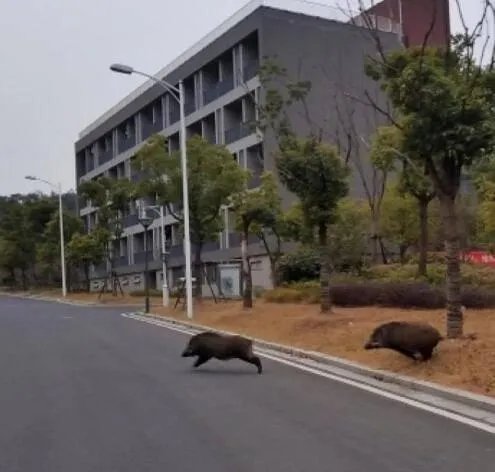 如何看待“野猪闯进南京大学校园,保卫处介入处理”?