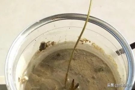 碗莲入土方法图解?