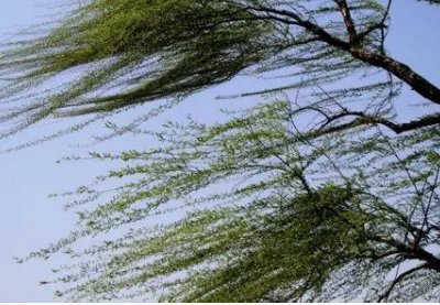 江苏14级大风,14级大风能有多猛烈?