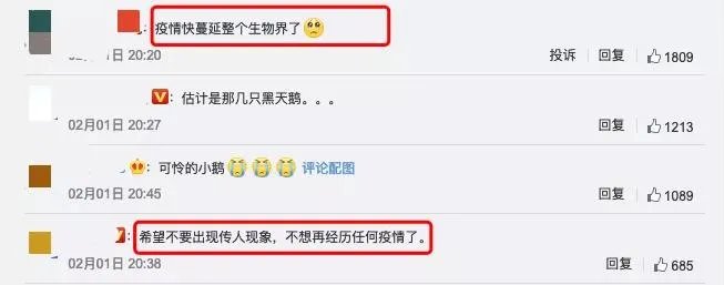 北京圆明园野天鹅禽流感疫情，会传染我们吗？