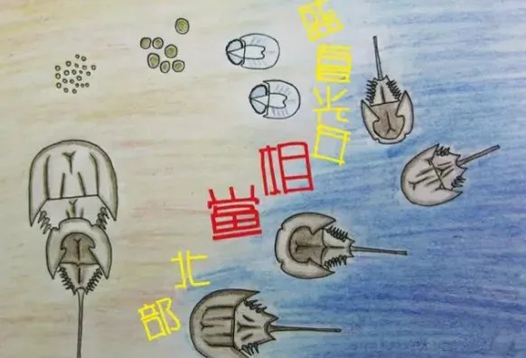 中华鲎能活多久?中华鲎最大能长多大