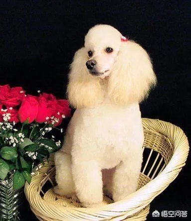 学宠物美容以后就可以自己开店吗?有哪些建议?