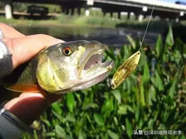 谁可以分享一下路亚钓鱼技巧?