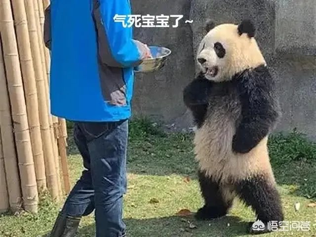 詹姆斯能背身单打巴里亚吗?