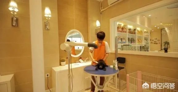 学宠物美容以后就可以自己开店吗?有哪些建议?