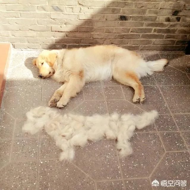 为什么大家都不敢养金毛犬?