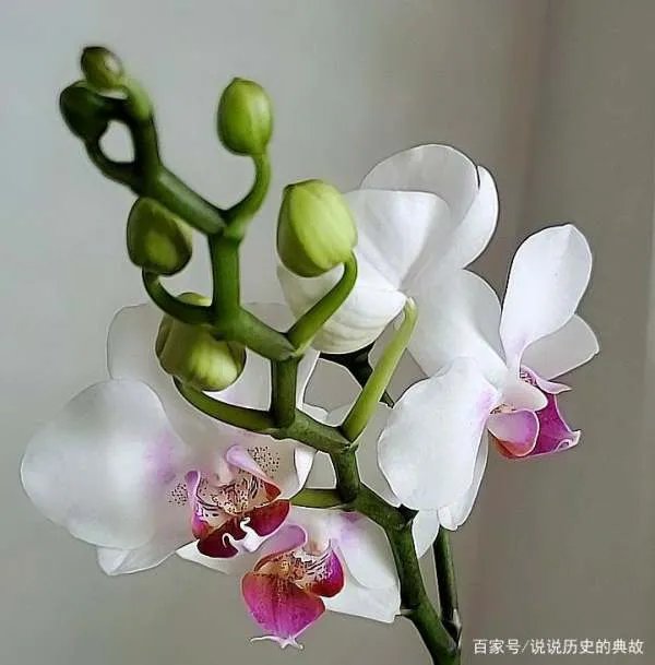 蝴蝶兰花期多长时间?什么温度适合?