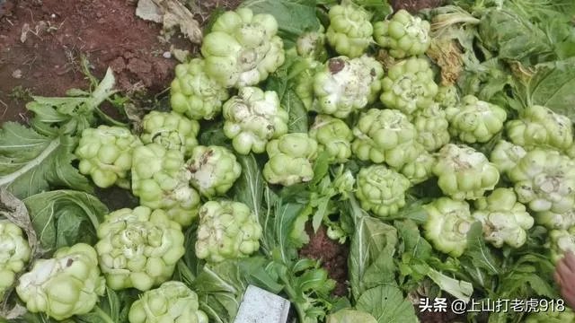 涪陵榨菜什么牌子的好?