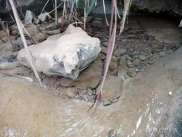 鱼塘随便放三四条小鲫鱼能繁殖越来越多吗?