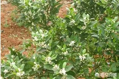 如何给柑橘苗除花?