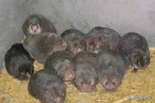 疫情后,竹鼠养殖前景会如何?