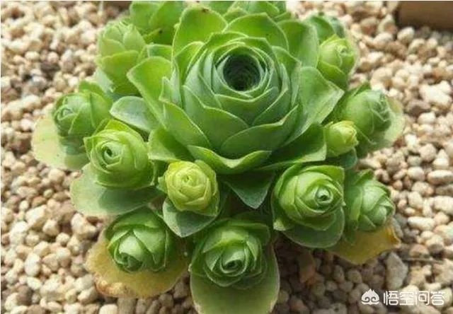 不同的多肉植物,在度夏时,有什么区别吗?