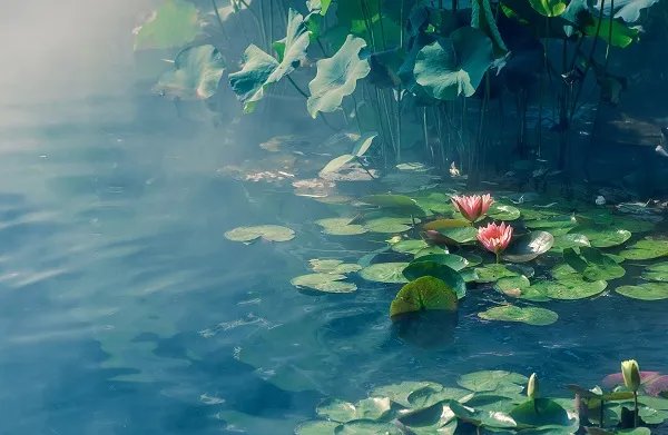 关于夏天的诗句 描写夏天的诗句有哪些