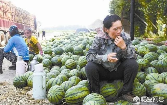 什么地方大量收购西瓜，我们老家大量西瓜上市，价格便宜？