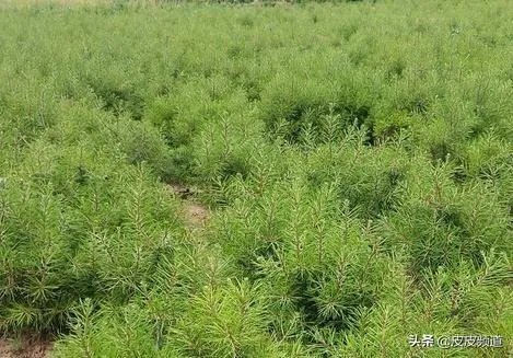 种植白皮松的前景,为什么白皮松价格这么高?