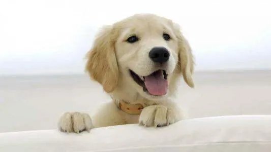 狗能坐公交车吗?