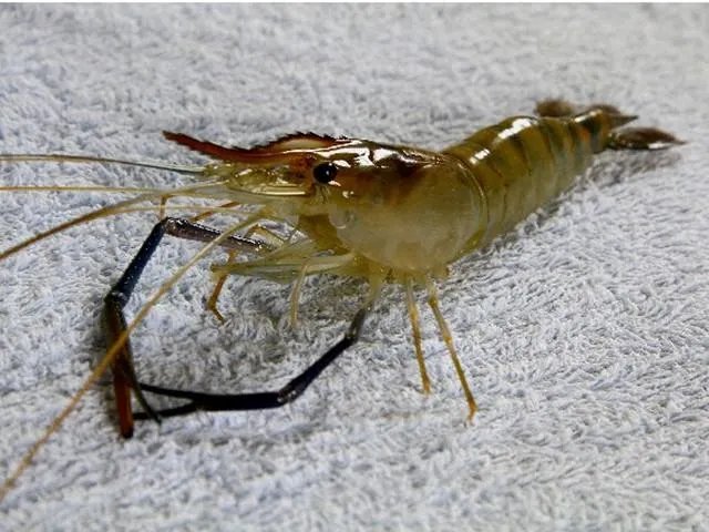 海中钓鱼用什么饵?