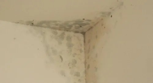 房间墙壁发霉怎么处理  墙壁发霉的原因及危害