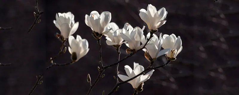 什么花有毒 哪些花有毒