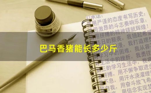 巴马香猪能长多少斤