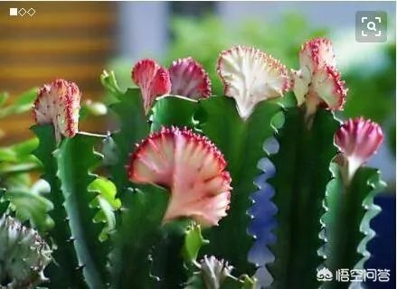 龙骨花和量天尺如何区分?