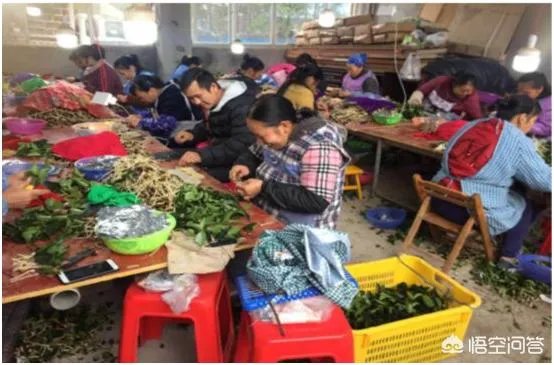什么价格能买到真的良种油茶苗?