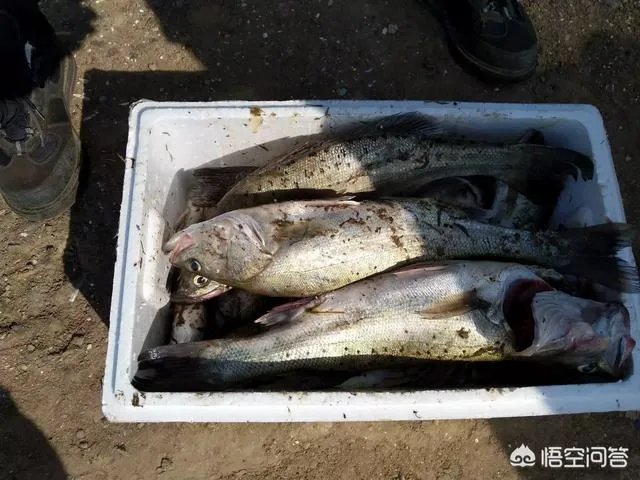 海中钓鱼用什么饵?