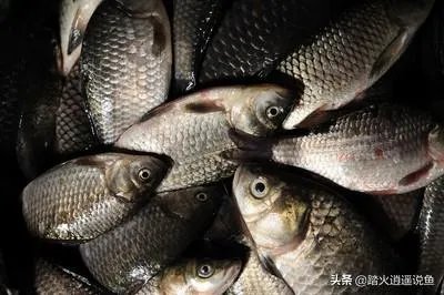 鱼塘随便放三四条小鲫鱼能繁殖越来越多吗?