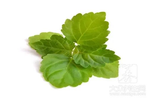 藿香有什么作用?