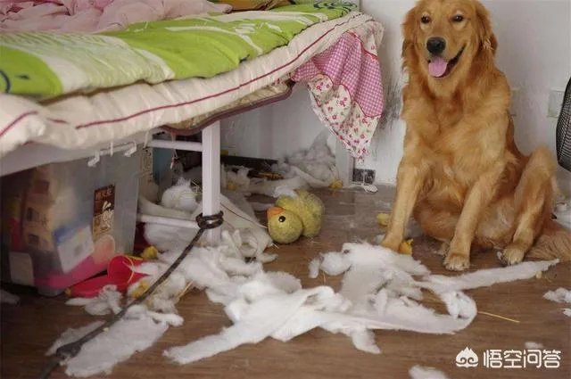 为什么大家都不敢养金毛犬?