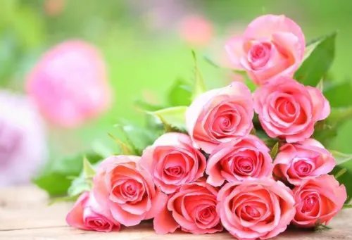 15朵玫瑰花代表什么意思 送玫瑰花要送几朵好