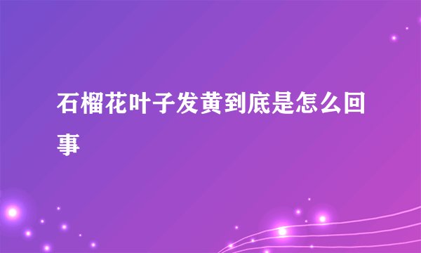 石榴花叶子发黄到底是怎么回事