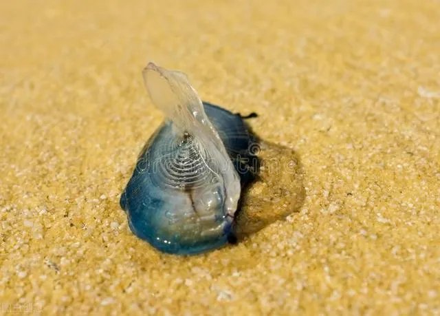5种奇特的海洋生物?