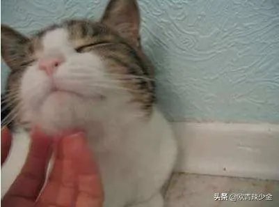 猫为什么会打呼噜?