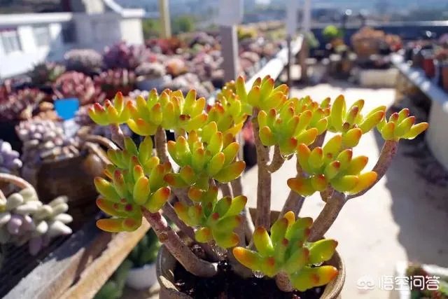 不同的多肉植物,在度夏时,有什么区别吗?
