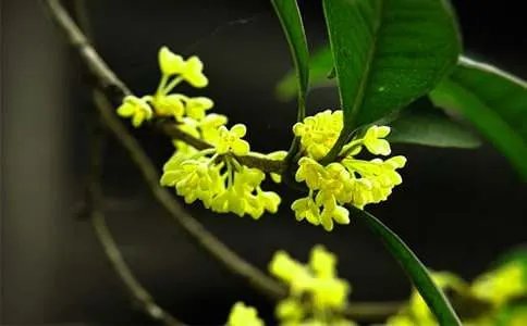 三年级桂花作文