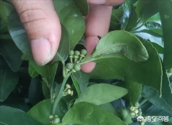 如何给柑橘苗除花?