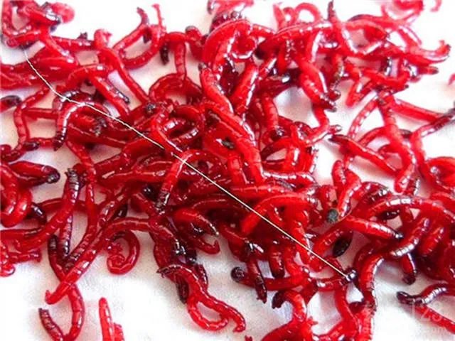 海中钓鱼用什么饵?