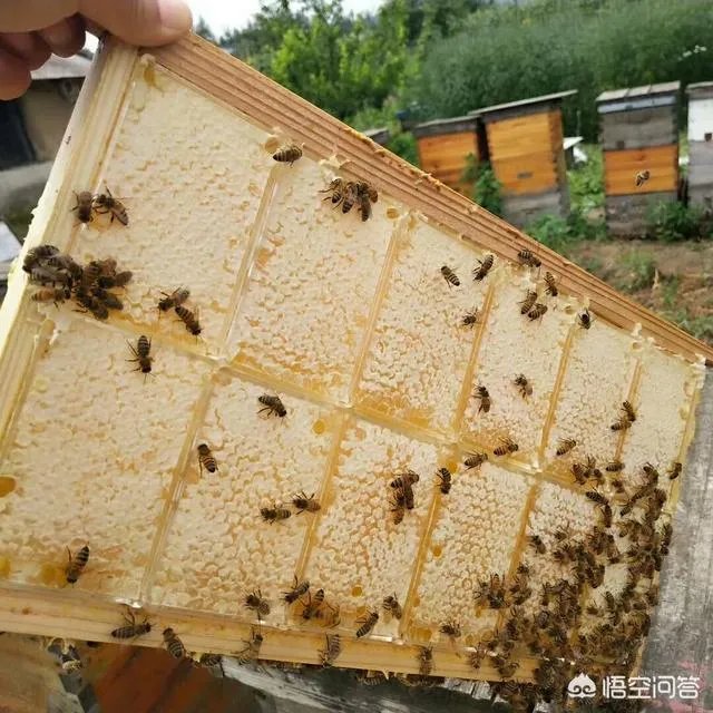 农村人自己养的蜂蜜怎么样?贵吗?