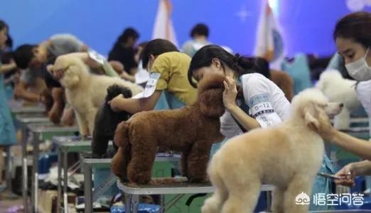 学宠物美容以后就可以自己开店吗?有哪些建议?
