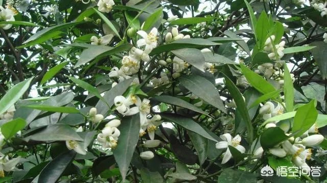 如何给柑橘苗除花?