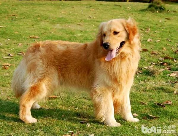 金毛寻回犬吃什么狗粮最好？
