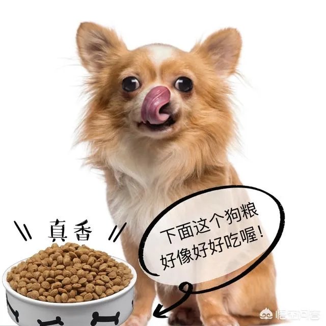 为什么大家都不敢养金毛犬?