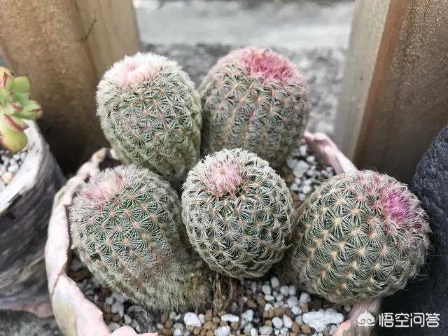 不同的多肉植物,在度夏时,有什么区别吗?