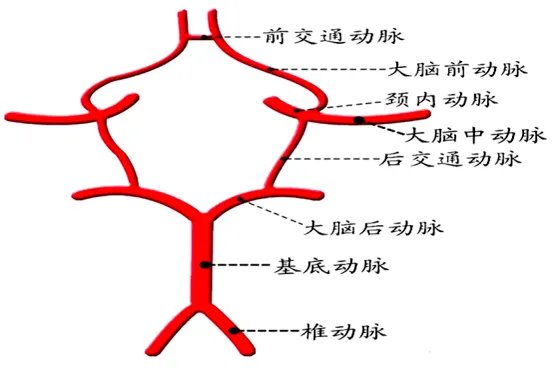 大脑willis环解剖图